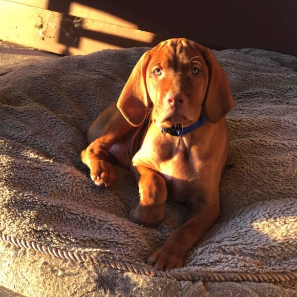 Meet your Posher, Brandie - Picture 1 of 1